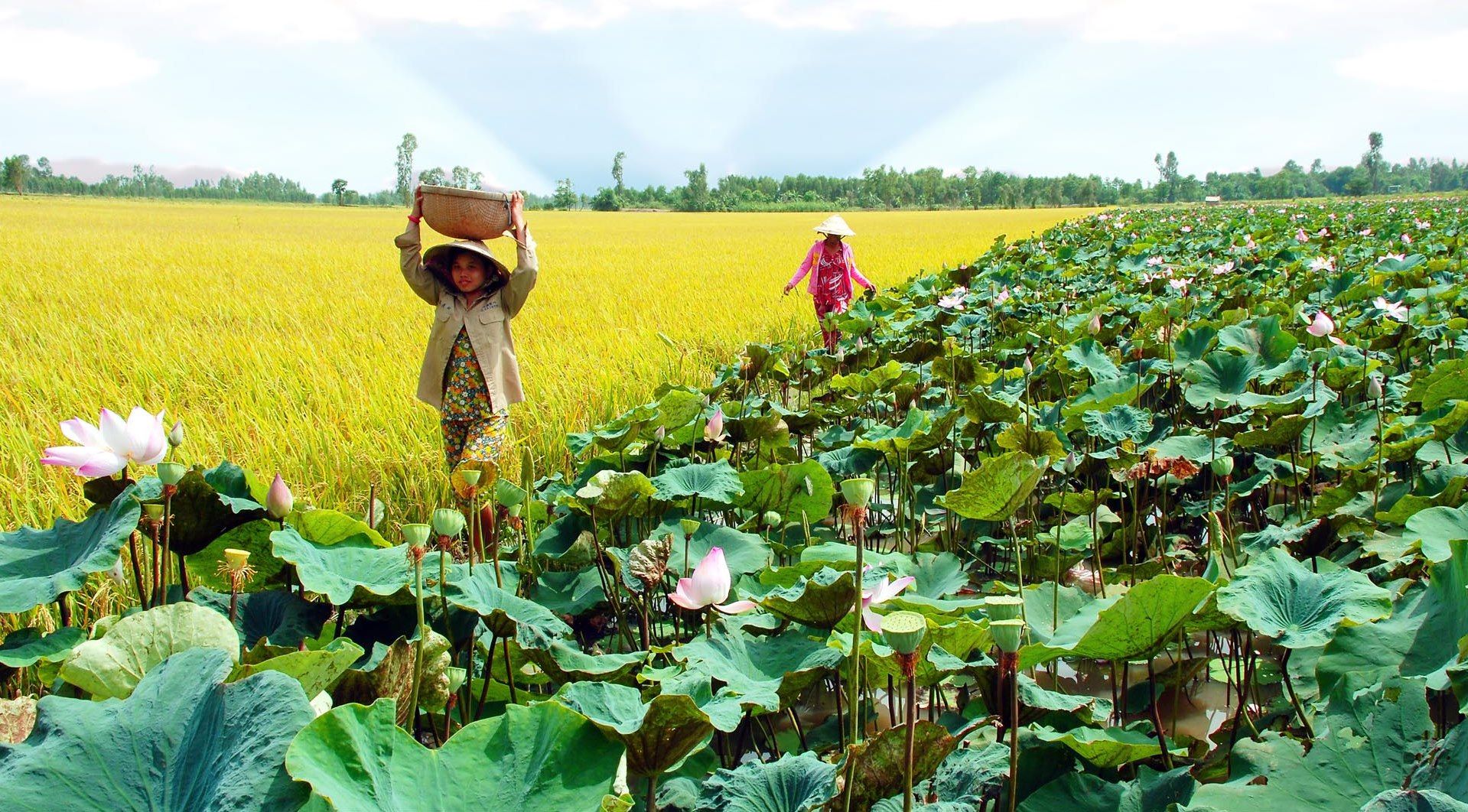 Đặc trung khí hậu Đồng Tháp qua từng mùa